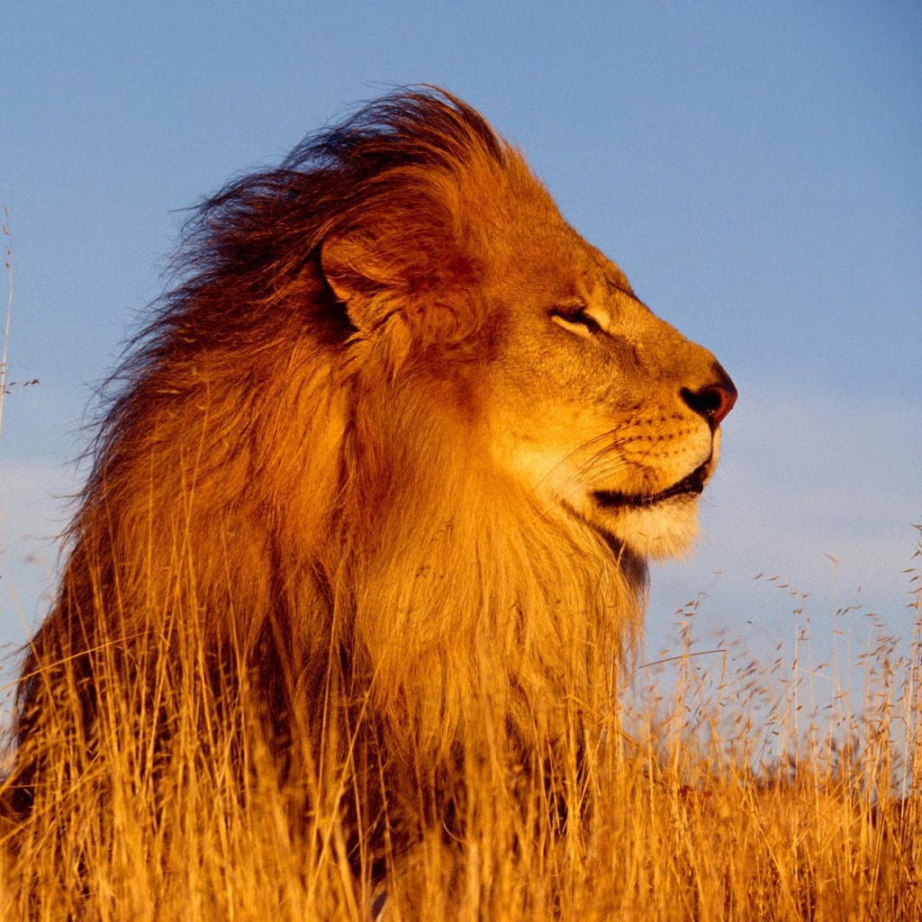 ¿Cuántos kilos de carne se come un león