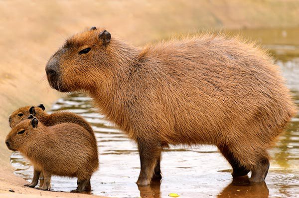 Zoológico | Capibara